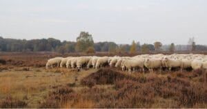 Bank reinigen Ermelo