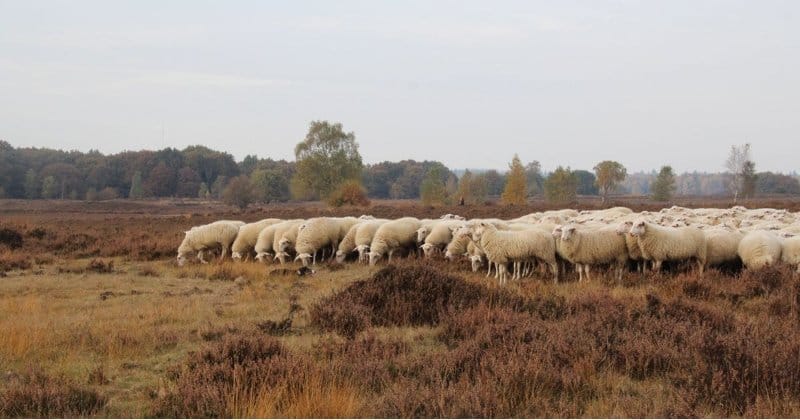 Bank reinigen Ermelo